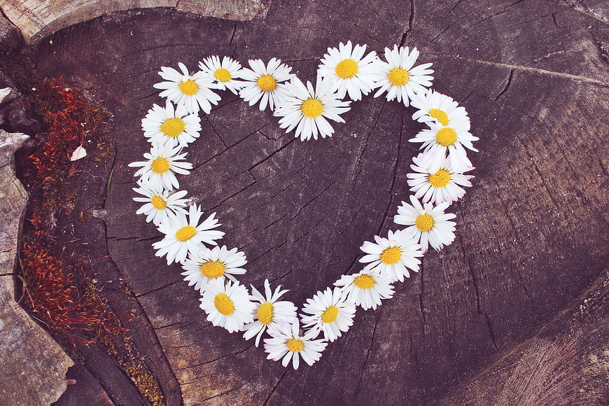 Daisy Flowers Arranged in Heart Shape on Tree Stump