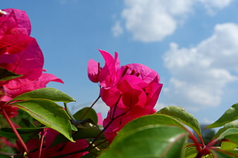 Vibrant Pink Bougainvillea Flowers Against Blue Sky