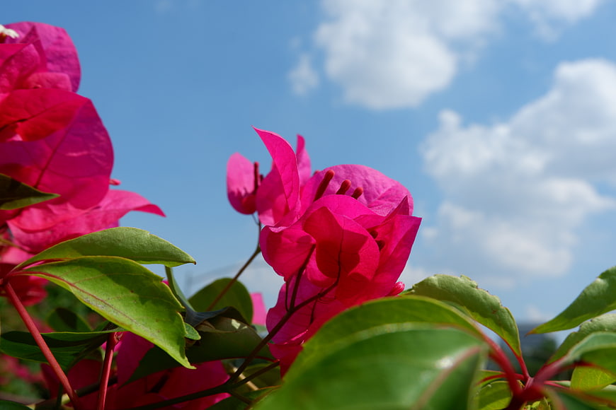 Vibrant Pink Bougainvillea Flowers Against Blue Sky