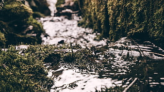 Close-up of mossy stream bank with flowing water