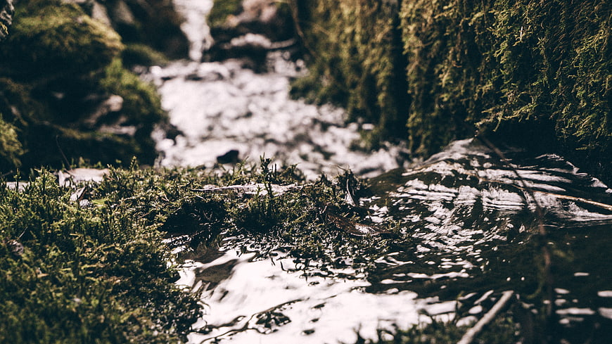 Close-up of mossy stream bank with flowing water