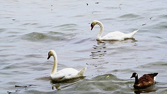 Two white swans and a duck swimming in a lake