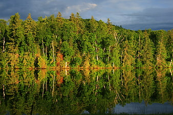 Serene Forest Lake Reflection with Golden Hour Sunlight