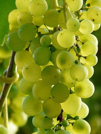 Close-up of fresh green grapes hanging on the vine
