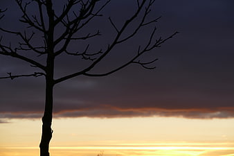 Silhouette of bare tree against dramatic sunset sky