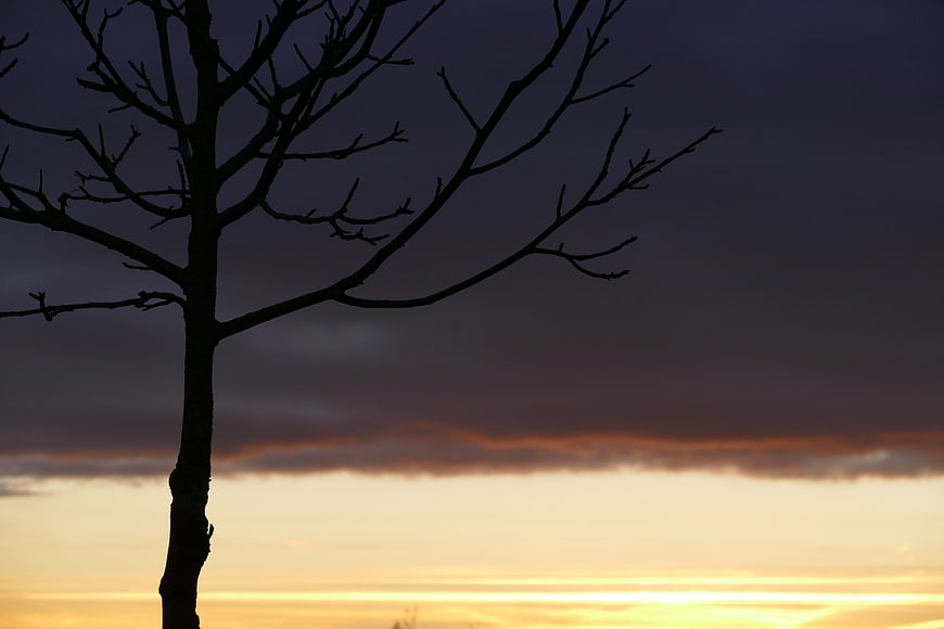 Silhouette of bare tree against dramatic sunset sky