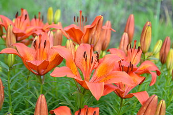 Vibrant Orange Lilies Blooming in a Green Garden