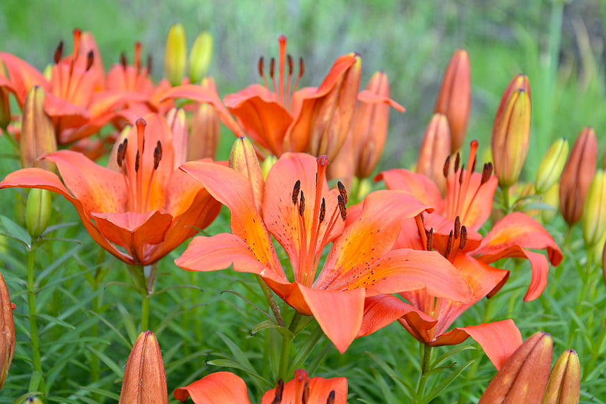 Vibrant Orange Lilies Blooming in a Green Garden