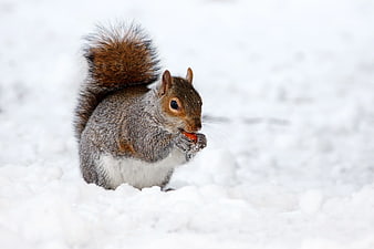 Cute squirrel eating a nut in the snow