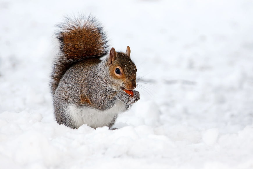 Cute squirrel eating a nut in the snow