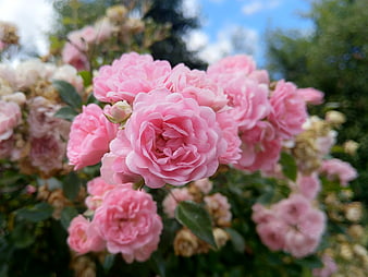 Close-up of vibrant pink roses in a garden