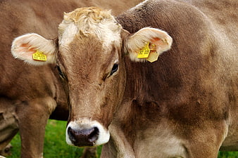 Close-up portrait of a brown cow with yellow ear tags in a pasture
