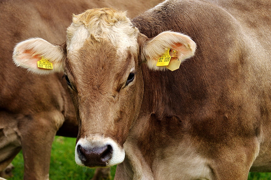 Close-up portrait of a brown cow with yellow ear tags in a pasture