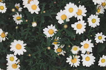 Close-up of white daisies with yellow centers and green leaves