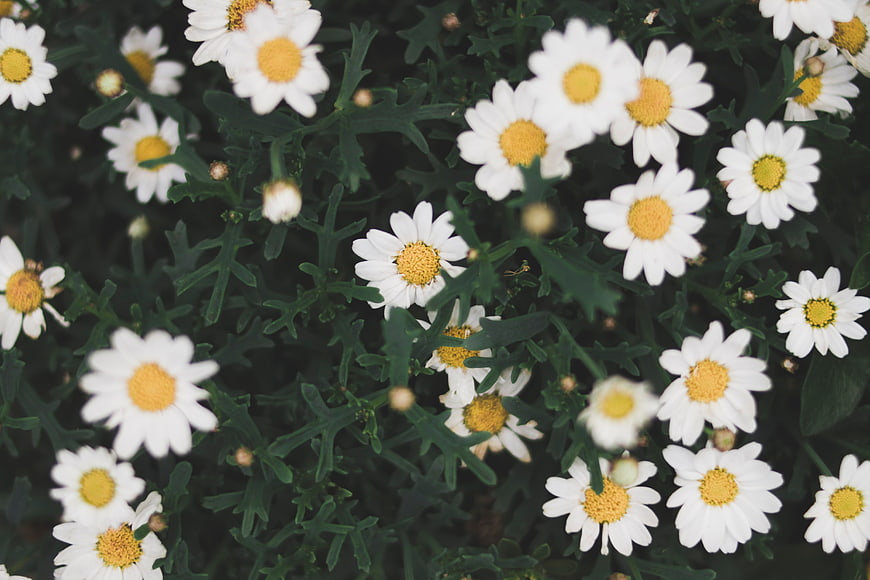 Close-up of white daisies with yellow centers and green leaves