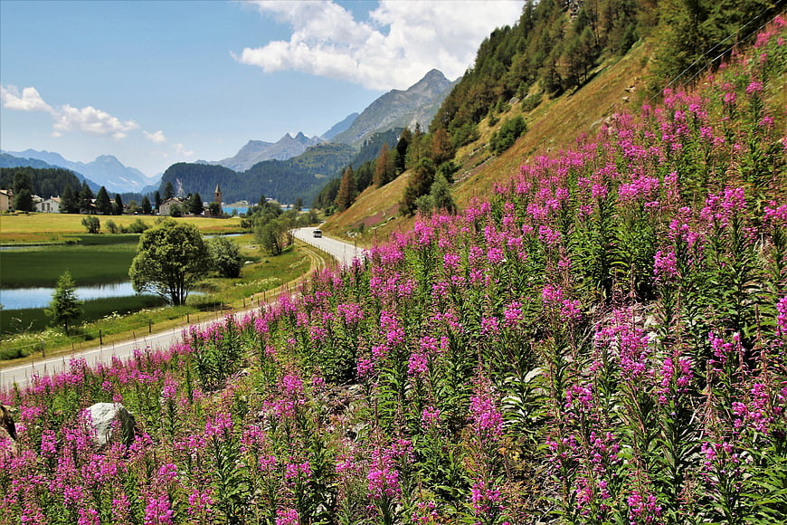 Alpine Landscape With Pink Wildflowers, Road, Lake, And Mountains