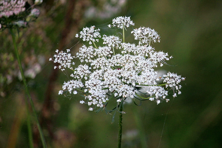 Close-up of white Queen Anne's Lace wildflower in meadow