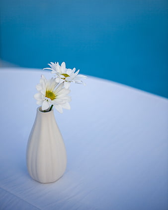 Minimalist White Daisies in Ceramic Vase on Blue Background
