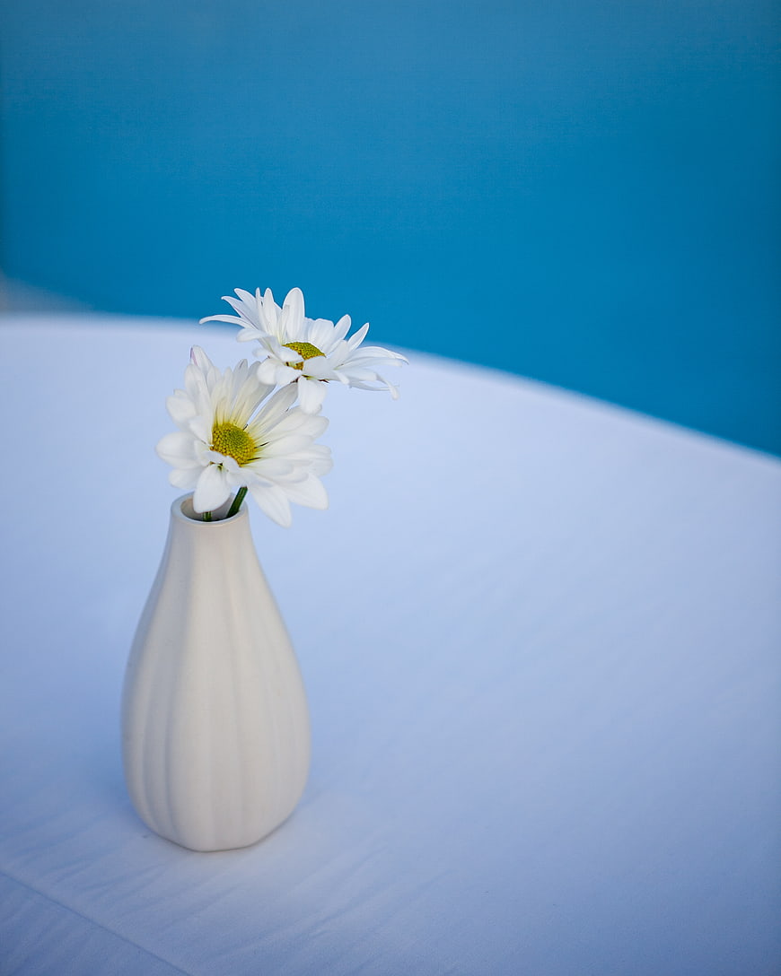 Minimalist White Daisies in Ceramic Vase on Blue Background