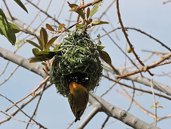 Weaver bird building intricate nest in tree branches