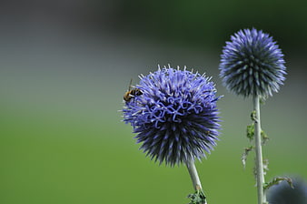 Bumblebee on Blue Thistle Flower in Green Meadow