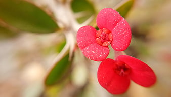 Close-up of vibrant red Crown of Thorns flower with speckled petals