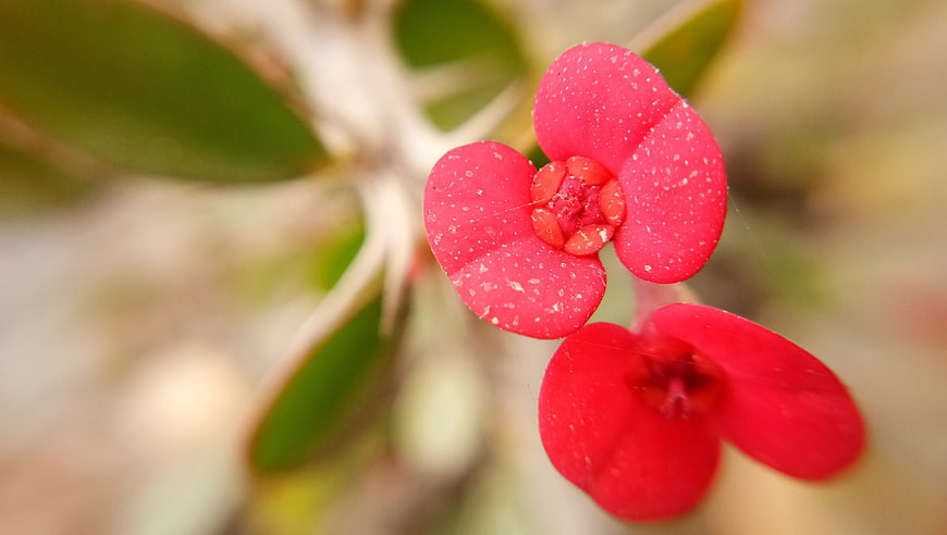 Close-up of vibrant red Crown of Thorns flower with speckled petals