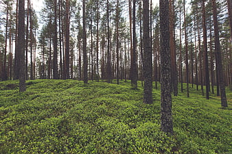Tall Pine Trees in a Green Forest Undergrowth