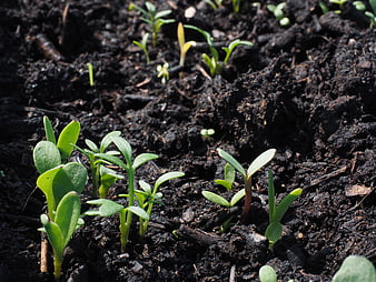 Young green seedlings sprouting from dark rich soil