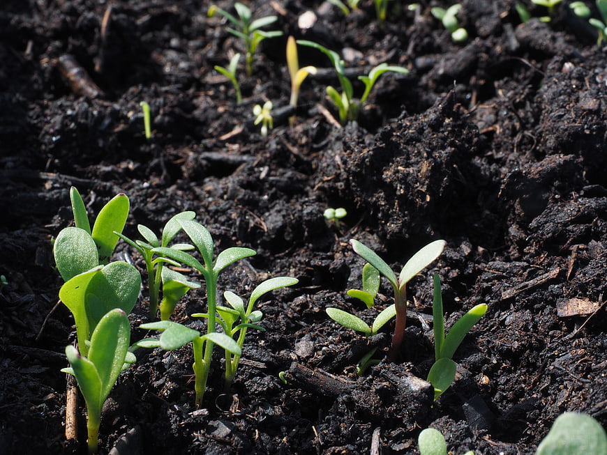 Young green seedlings sprouting from dark rich soil