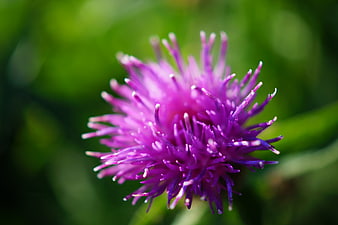 Close-up of a vibrant purple thistle flower with green bokeh background