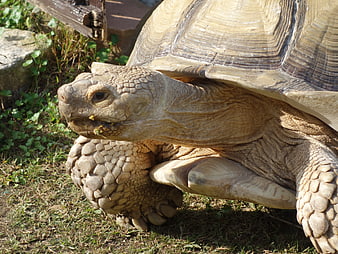 Close-up of a large tortoise eating grass in a natural outdoor enclosure
