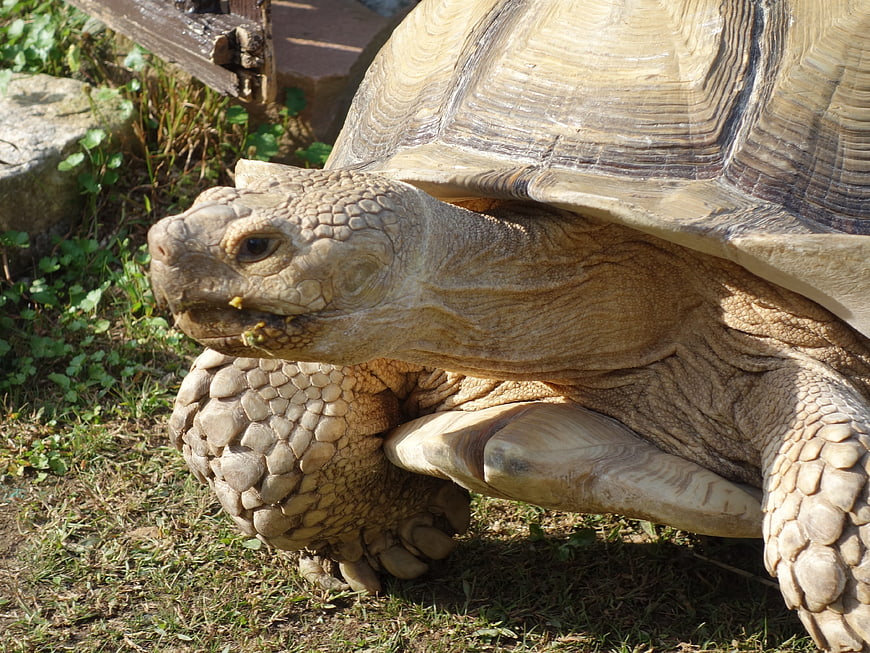 Close-up of a large tortoise eating grass in a natural outdoor enclosure