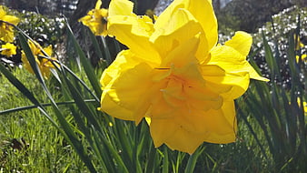 Close-up of vibrant yellow daffodil flower in spring garden