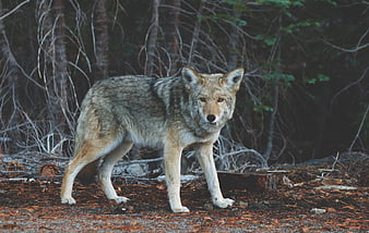 Wild Coyote Standing in Forest Underbrush