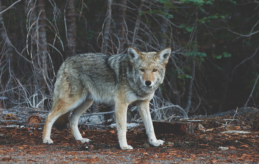 Wild Coyote Standing in Forest Underbrush