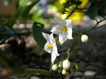 Close-up of white Solanum flowers with yellow centers