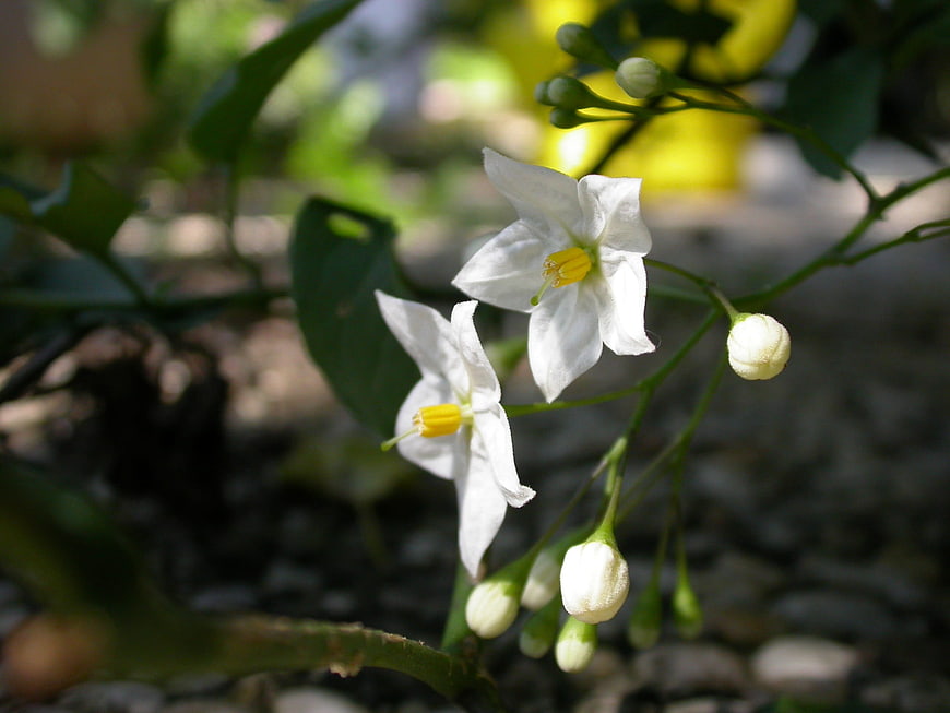Close-up of white Solanum flowers with yellow centers