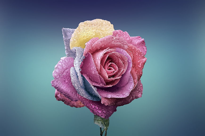 Colorful Rainbow Rose with Water Droplets on Blue Gradient Background