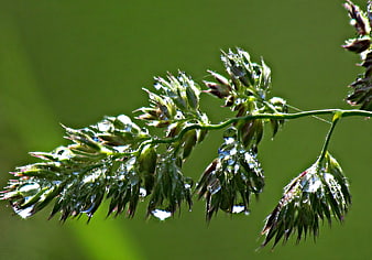 Close-up of green grass with morning dew drops
