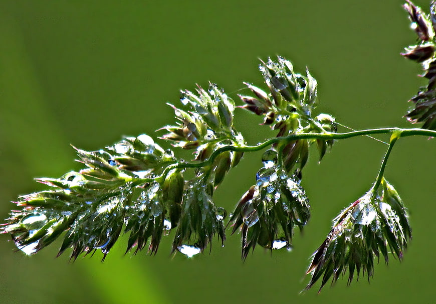 Close-up of green grass with morning dew drops