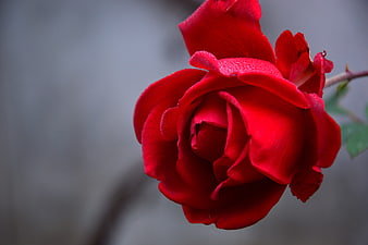 Close-up of a vibrant red rose bloom with water droplets