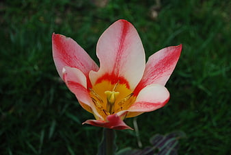 Close-up of a red and white tulip flower in a garden