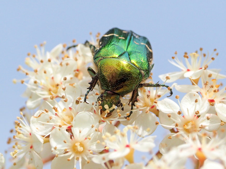 Macro of Green Rose Chafer Beetle on White Flowers
