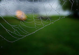 Macro Spider Web with Dew Drops on Green Background