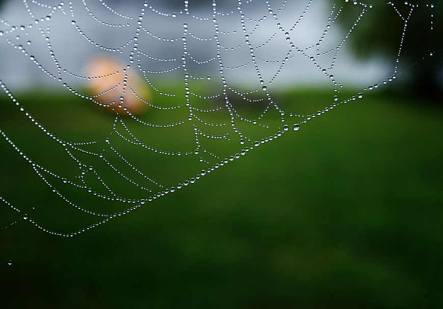 Macro Spider Web with Dew Drops on Green Background