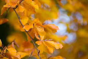 Close-up of vibrant yellow autumn leaves on a branch