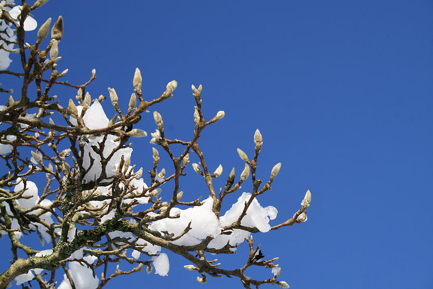 Snow-covered tree branches with buds against a clear blue sky