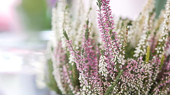 Close-up of Pink and White Heather Flowers in Bloom