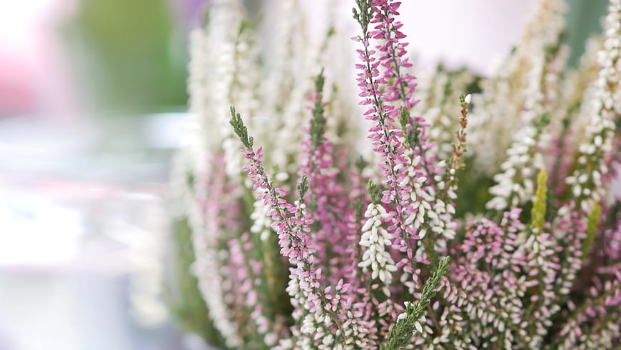 Close-up of Pink and White Heather Flowers in Bloom